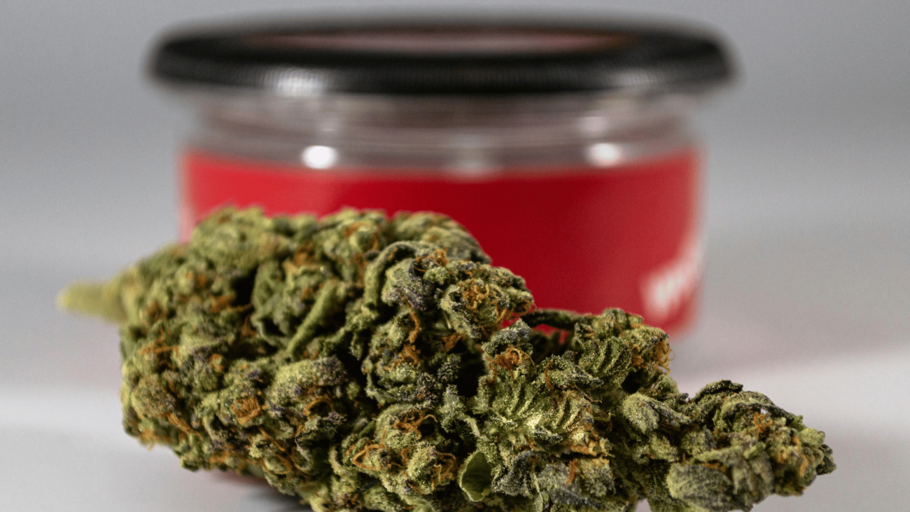 Close-up of fruity cannabis strain flower in front of a red-labeled jar, showcasing dense buds and trichomes