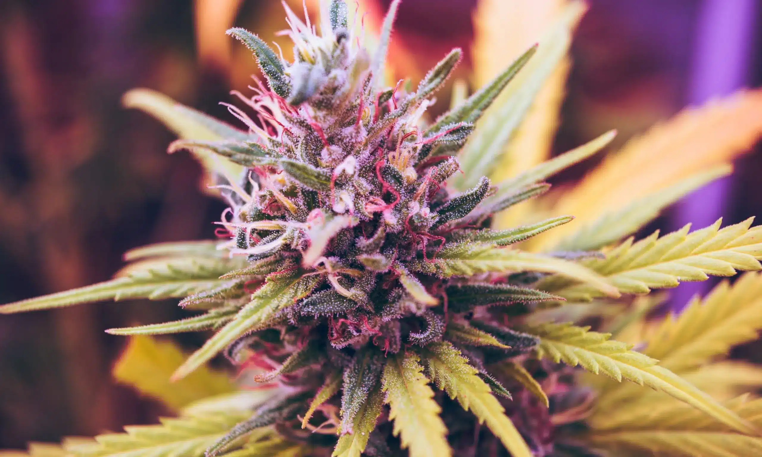 Premium Cannabis Flower Strains at PottedUSA