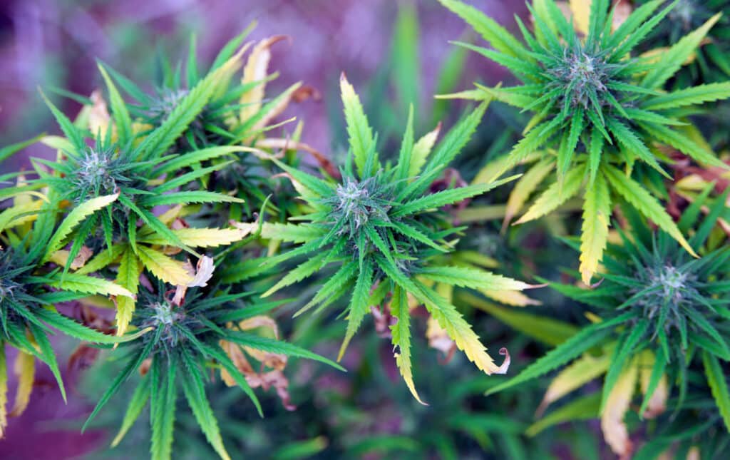 Premium Cannabis Flower at PottedUSA – Explore Top Strains for Every Mood