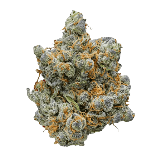 The Original Z - Indica