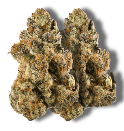 Gelato
