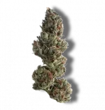 Runtz - Hybrid