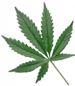 weed-img